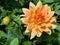 Dahlia flower, a garden cultivar with brigt orange petals, shining in the midday sun