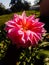 Dahlia flower, its color is pink and it is very beautiful to see.
