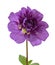 Dahlia flower with leaves, Purple dahlia flower isolated on white background, with clipping path