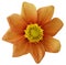 Dahlia flower orange, white isolated background with clipping path. Closeup. no shadows. For design. eight petals.