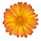 Dahlia Flower with Orange Yellow Petals Isolated