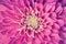 Dahlia flower petals pattern close-up. Background