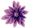 Dahlia flower pink-violet-blue big petals. white isolated background with clipping path. Closeup. no shadows. For design.