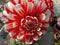 Dahlia flower plant in terrace gardening small pot in India Kanpur