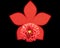 Dahlia Flower On Red Shape Background