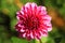 Dahlia flower. The scarlet buds of dahlias are a garden
