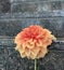 A dahlia flower on the stairs