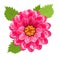 Dahlia flower, vector image, closeup