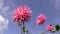 Dahlia flowers against blue sky