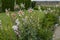 Dahlia flowers at Bourton House and gardens, Moreton-in-Marsh