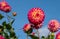 Dahlia flowers by the name Hapet Daydream, photographed against a clear blue sky in late summer at RHS Wisley garden, Surrey UK