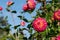 Dahlia flowers by the name Hapet Daydream, photographed against a clear blue sky in late summer at RHS Wisley garden, Surrey UK