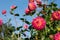 Dahlia flowers by the name Hapet Daydream, photographed against a clear blue sky in late summer at RHS Wisley garden, Surrey UK