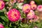 Dahlia flowers by the name Hapet Daydream, photographed against a clear blue sky in late summer at RHS Wisley garden, Surrey UK