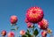 Dahlia flowers by the name Hapet Daydream, photographed against a clear blue sky in late summer at RHS Wisley garden, Surrey UK