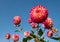 Dahlia flowers by the name Hapet Daydream, photographed against a clear blue sky in late summer at RHS Wisley garden, Surrey UK