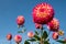 Dahlia flowers by the name Hapet Daydream, photographed against a clear blue sky in late summer at RHS Wisley garden, Surrey UK