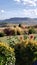 Dahlia flowers with North Table mountain background