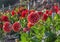 Dahlia garden in bloom with red and white dahlias.