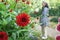 Dahlia garden in October Woman looking at flowers