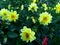 Dahlia - gentle-yellow flowers with bumblebee