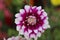 Dahlia is a genus of bushy, tuberous, herbaceous perennial plants native to Mexico and Central America. A member of the Asteraceae