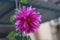 Dahlia is a genus of bushy, tuberous, herbaceous perennial plants native to Mexico and Central America. A member of the Asteraceae