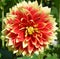 Dahlia is a genus of bushy, tuberous, perennial plants