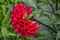 Dahlia is a genus of bushy tuberous perennial plants