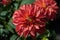 Dahlia. Genus of plants of the Asteraceae family