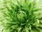 Dahlia green flower.  Macro.  big flower. Background from a flower.