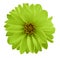 Dahlia green-yellow flower on a white isolated background with clipping path. Closeup no shadows. Garden flower.