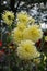 Dahlia Gryson`s Yellow Spider, cactus dahlia