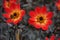 Dahlia Happy Single Flame, fiery red flowers