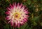 Dahlia `Hayley Jane`- a pretty bicolor variety with a white flower head decorated in pink-raspberry at the end of each petal