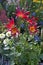 Dahlia \\\'Honka Surprise\\\' in a flower