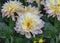 Dahlia-Hybride. White Autumn flowers for gardens, parks