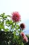 Dahlia, kind of cactus dahlia, spider dahlia blossom in Rose,