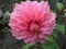 Dahlia is a large flower with pink petals in the garden.