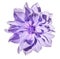 Dahlia light purple flower on an isolated white background with clipping path. Closeup. No shadows.