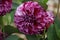 Dahlia Marble Ball, magenta-purple double blooms