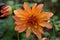 Dahlia Melody Swing, decorative double, pinky-orange and yellow flower