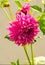 Dahlia Mexican plant   with a tuberous root from the family of daisies, grown for its brightly colored single or double flowers