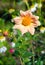 Dahlia Mexican plant   with a tuberous root from the family of daisies, grown for its brightly colored single or double flowers