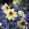 Dahlia Mignon Dinner Plate Lilac Time Yellow Flower.