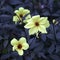 Dahlia Mignon Dinner Plate Lilac Time Yellow Flower.