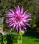 The dahlia name, Mingus Gregory in the dahlia garden Baden Baden near the lichtentaler alley. Baden-Baden, Baden WÃ¼rttemberg,