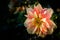 Dahlia named Apple Blossom, a Collerette dahlia
