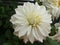 Dahlia National Flower of Maxico Nature Beautyful  White