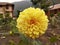 Dahlia National Flower of Maxico Nature Beautyful Yellow Flower